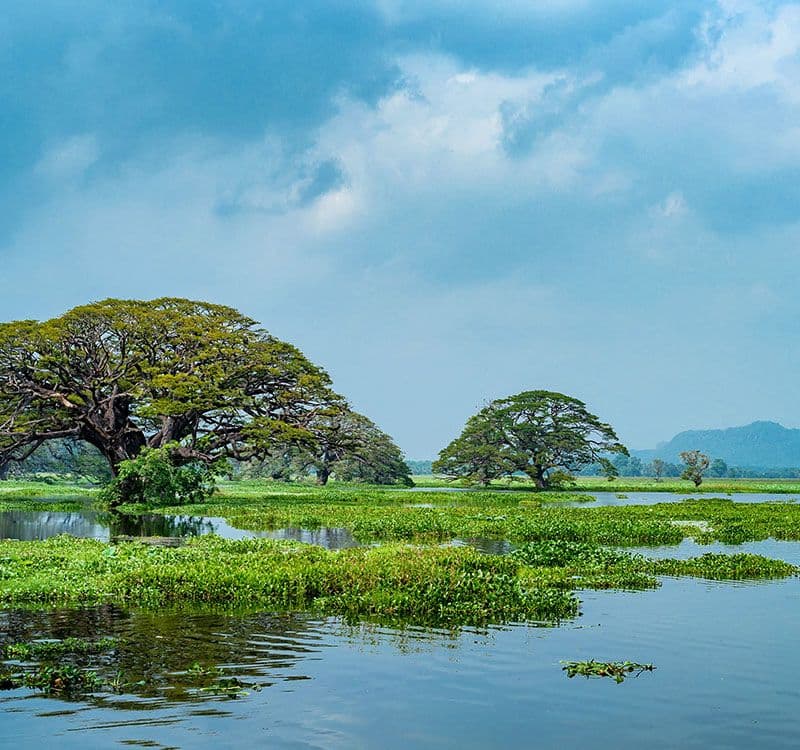 Explore the avian mirror of scenic Wirawila Lake.