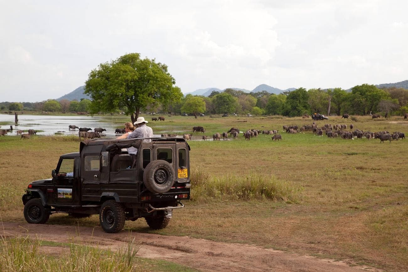 Family Adventure in the Wild: Tips for Taking Kids on a Yala National Park Safari
