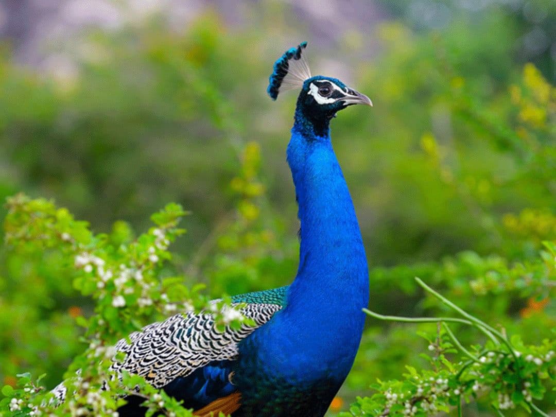 Explore a birdwatcher's paradise at Yala's hidden lagoons.