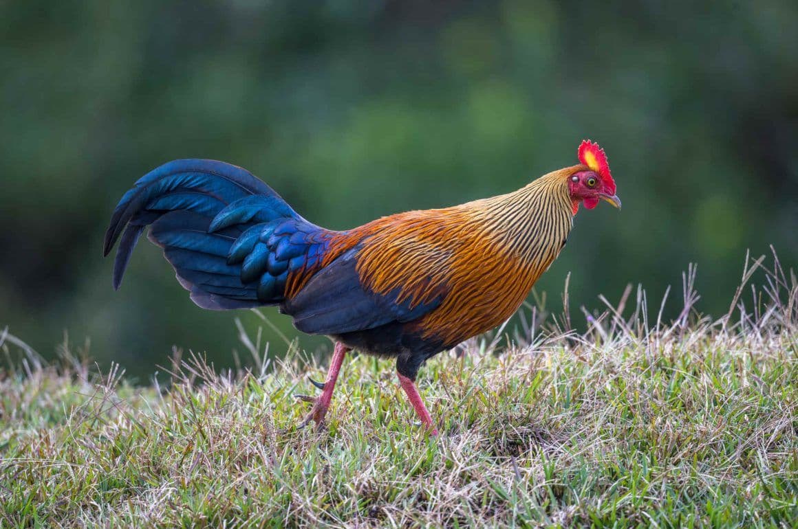 Beyond the Big Four: A Bird Watcher's Guide to the 215+ Species of Yala National Park