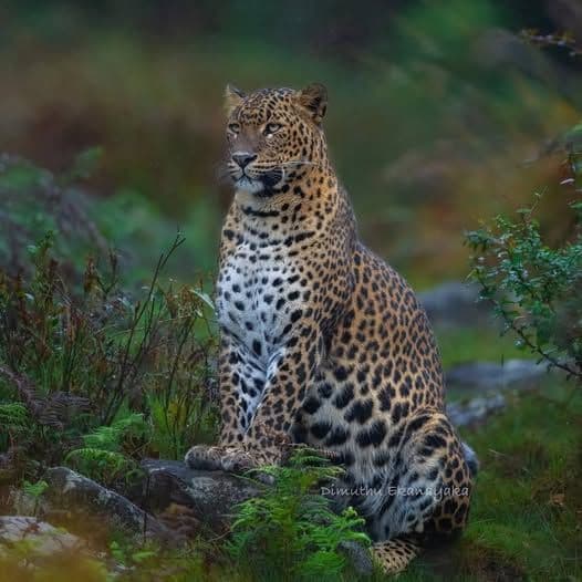Into the Heart of Leopard Country