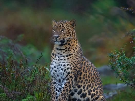 Into the Heart of Leopard Country