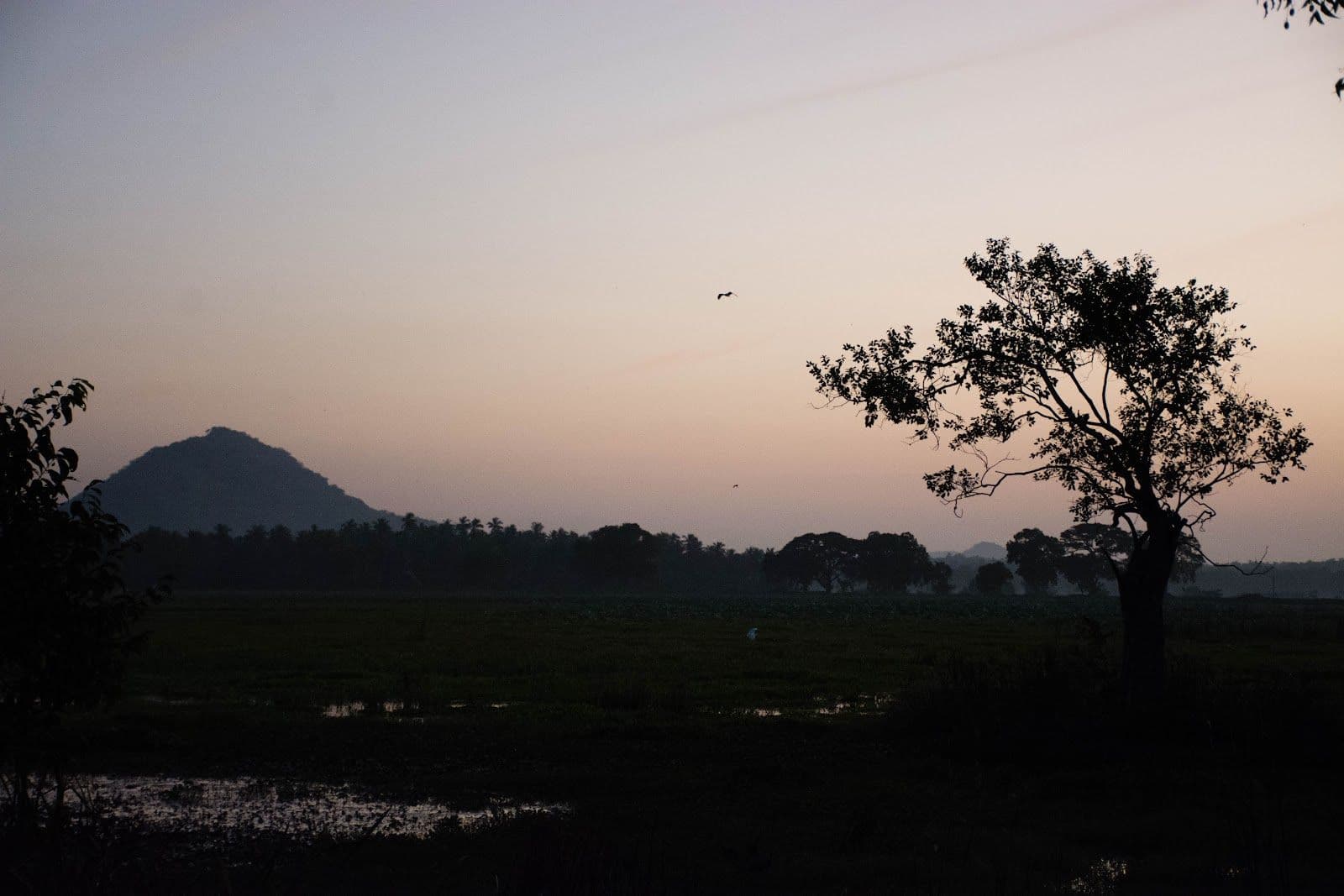 Debarawewa Lake: The Wetland Mirror