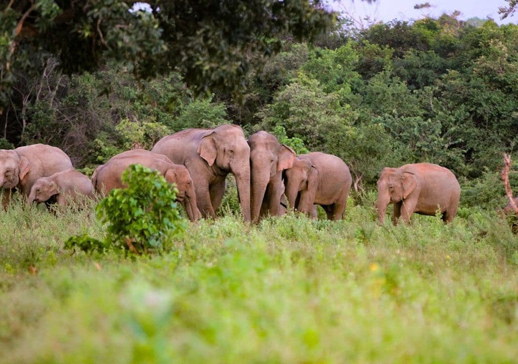 Yala’s Gentle Giants: Encounters at the Golden Waterhole