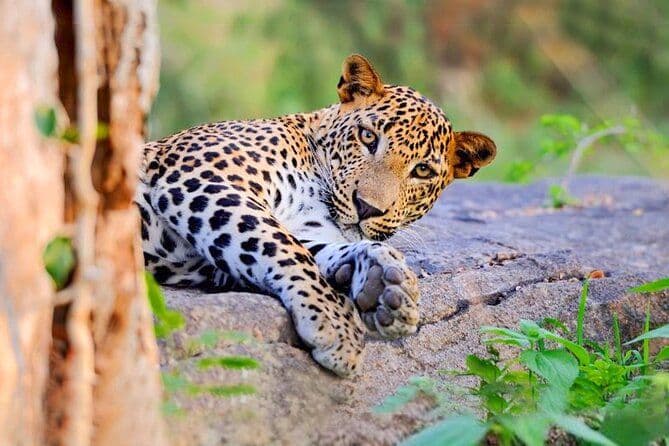 Yala National Park: In Search of the Elusive Leopard