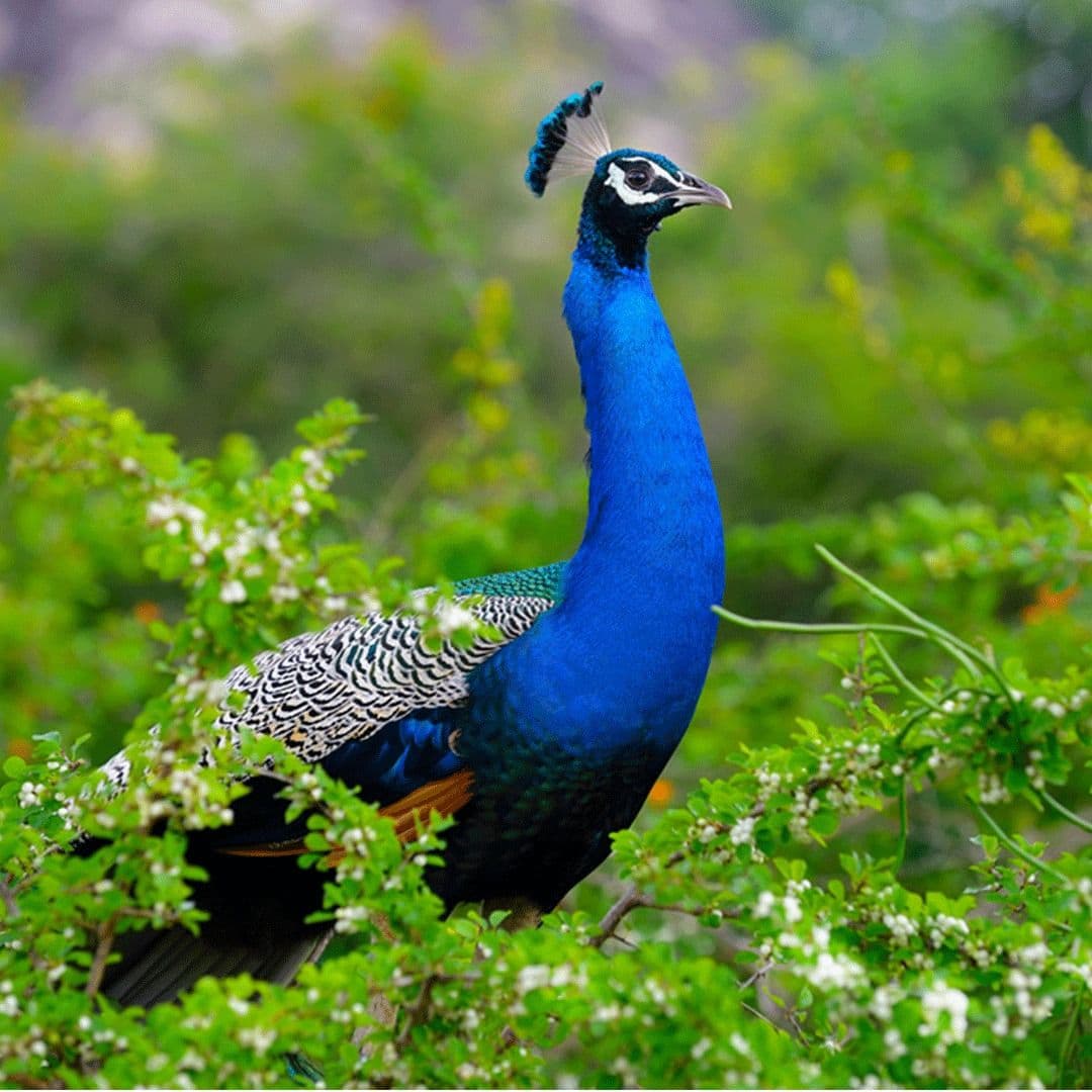 Yala’s Hidden Lagoons: A Birdwatcher’s Paradise