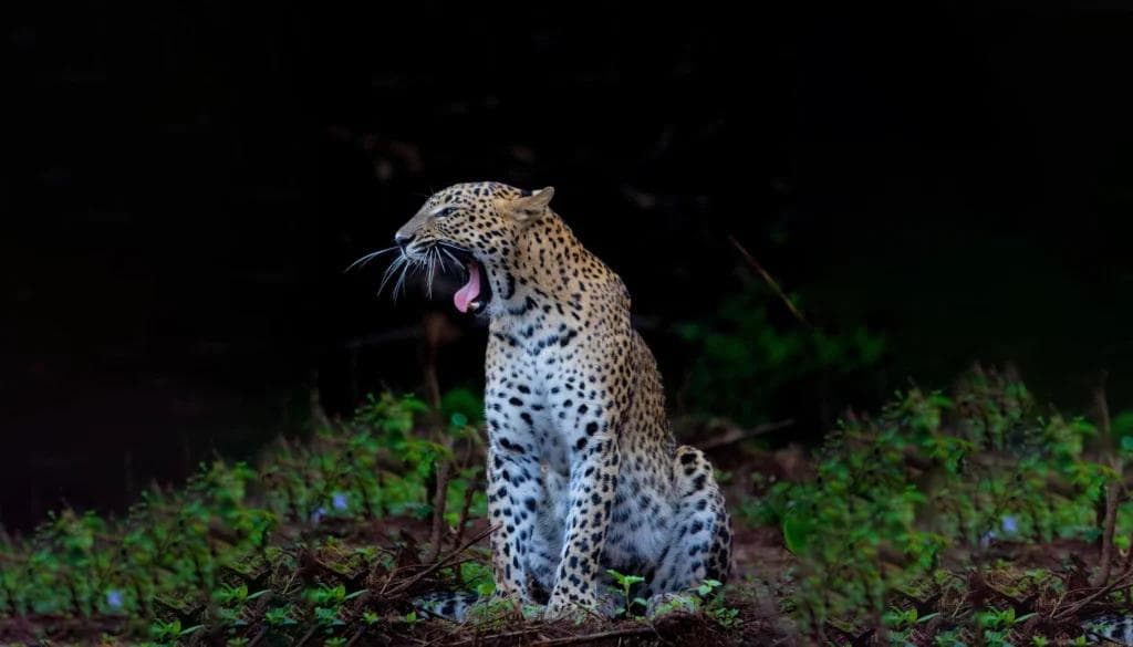 Yala National Park: The Leopard Frontier