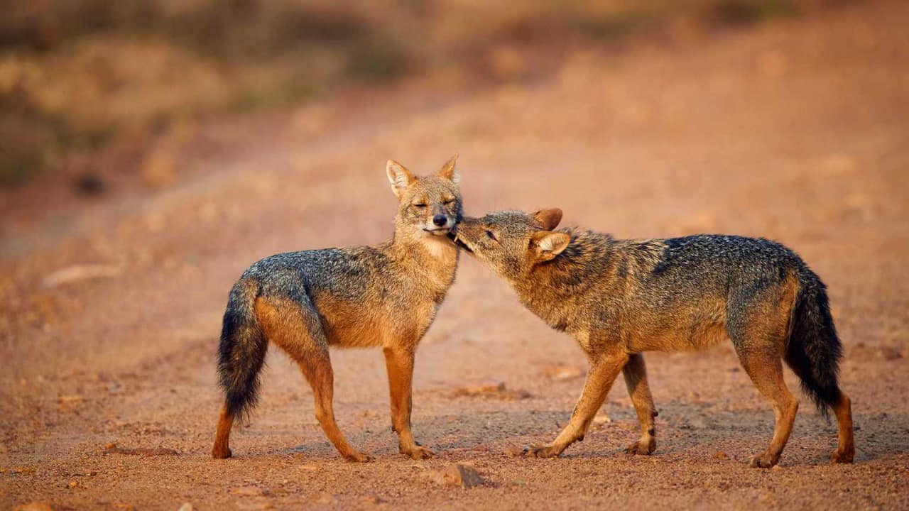 Yala Grasslands The Cunning Golden Jackal