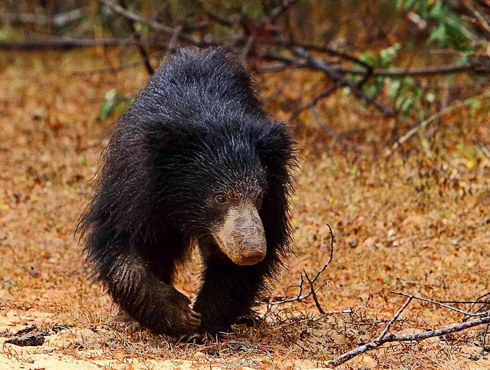 Yala’s Shadowy Resident: Tracking the Elusive Sloth Bear