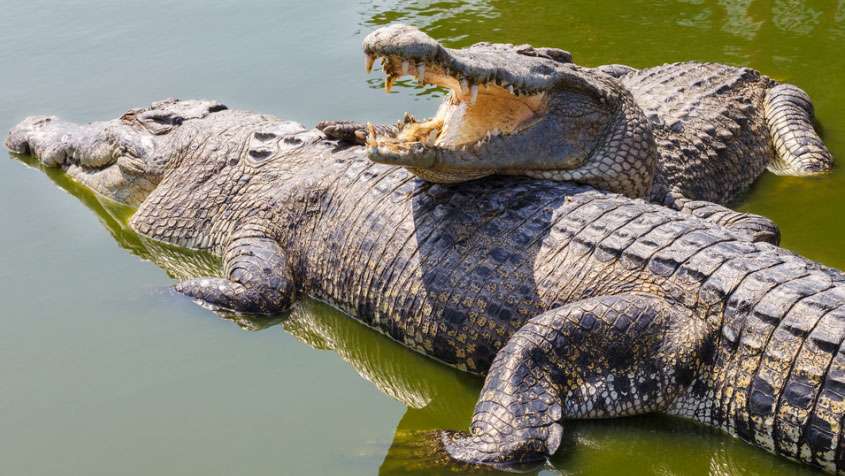Yala River Predators The Menik Ganga Crocodiles