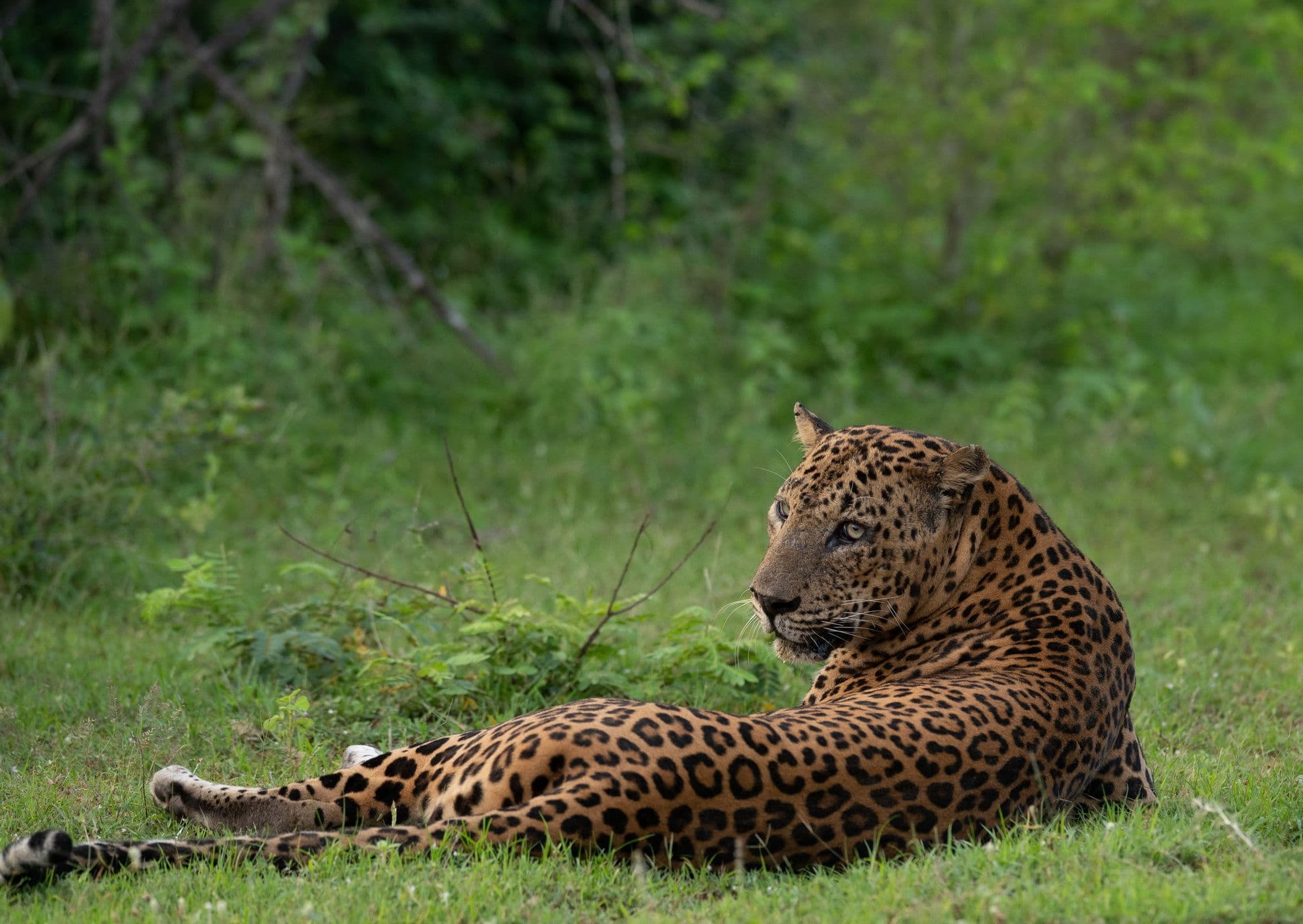 The Ultimate Leopard Quest: Maximize Your Chances of Spotting the Elusive Sri Lankan Leopard in Yala