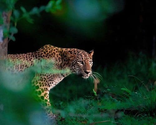 Yala National Park: The Leopard's Domain